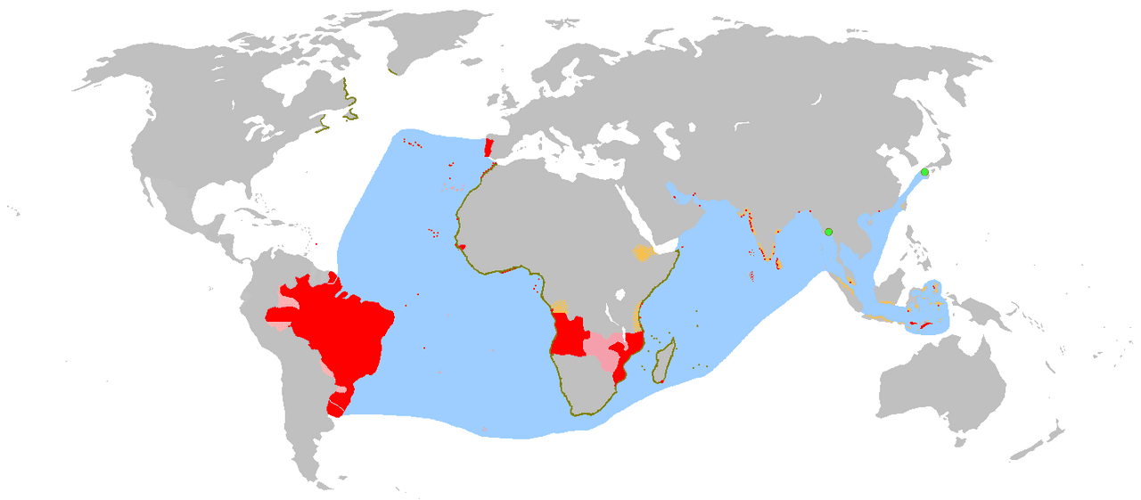 Portuguese Macau — they arrived in Canton decades before the Dutch reached Fujian, and took a different word home.