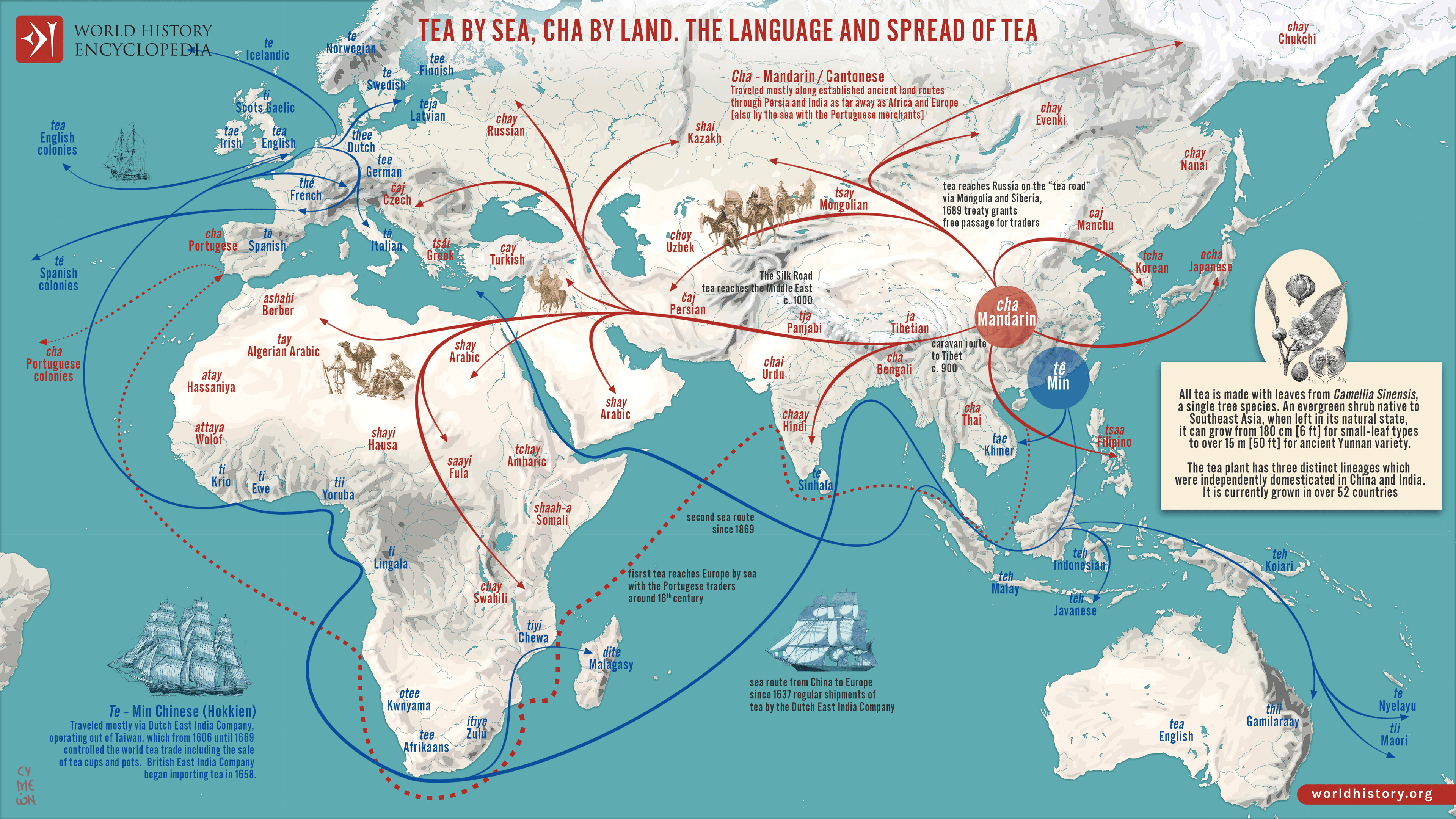 The global tea/cha isogloss — your word for tea tells you how your ancestors got it