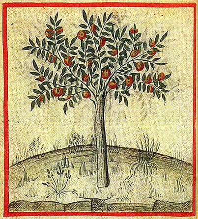 Medieval Italian markets — where "una narancia" became "un'arancia" and the orange lost its opening letter forever.