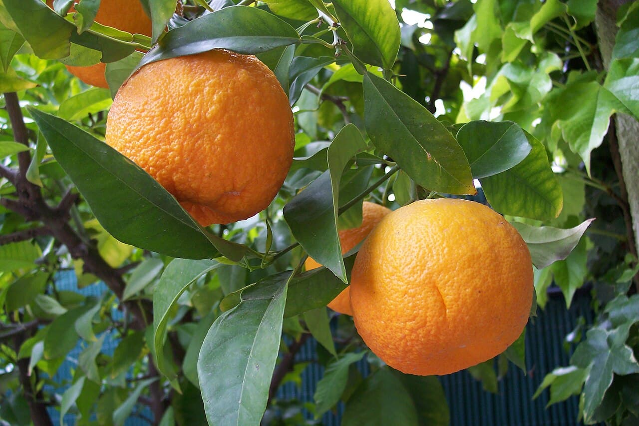 Citrus aurantium — the bitter orange. This is the original "naranj" that Arabs brought to Europe and gave the fruit its name across dozens of languages.