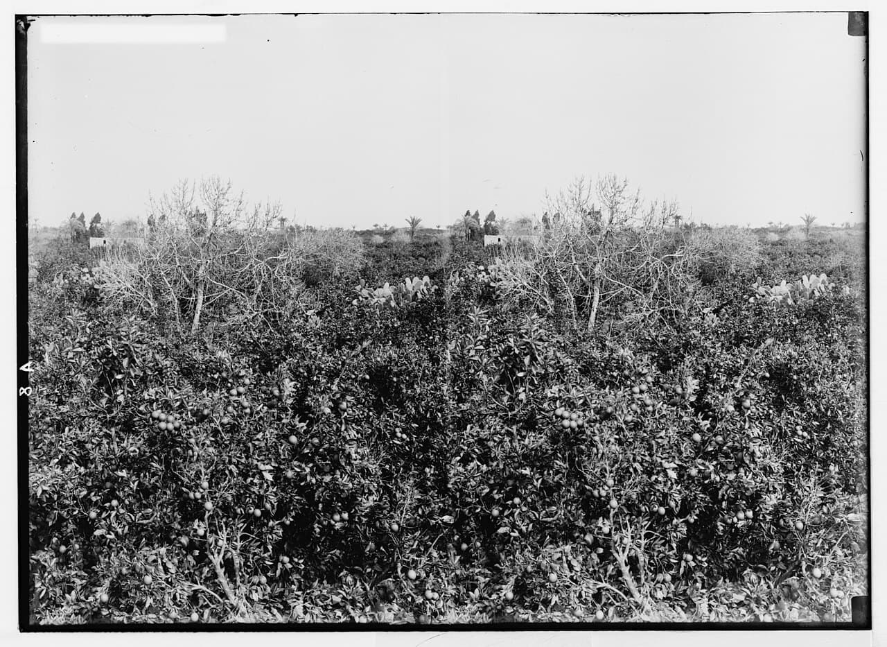 Jaffa oranges in the early 20th century — Hebrew speakers invented a new word for them: tapuz, from "tapuach zahav," golden apple.