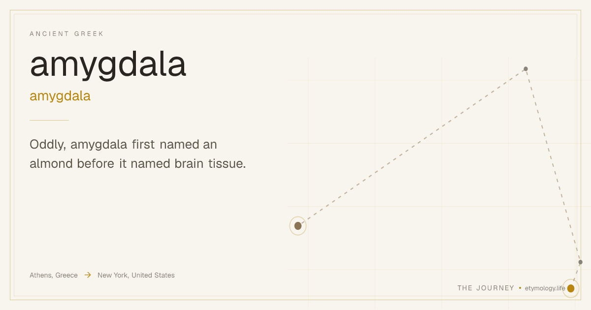 Amygdala — Meaning, Origin & Etymology | The Journey